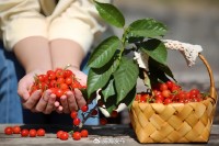 5月18日至6月16日，&ldquo;櫻桃之約&rdquo;邀你共赴！